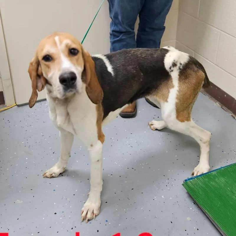 A young medium-sized female Tricolor (Brown, Black, & White) Treeing Walker Coonhound dog named Dorothy for adoption in Lexington, MA