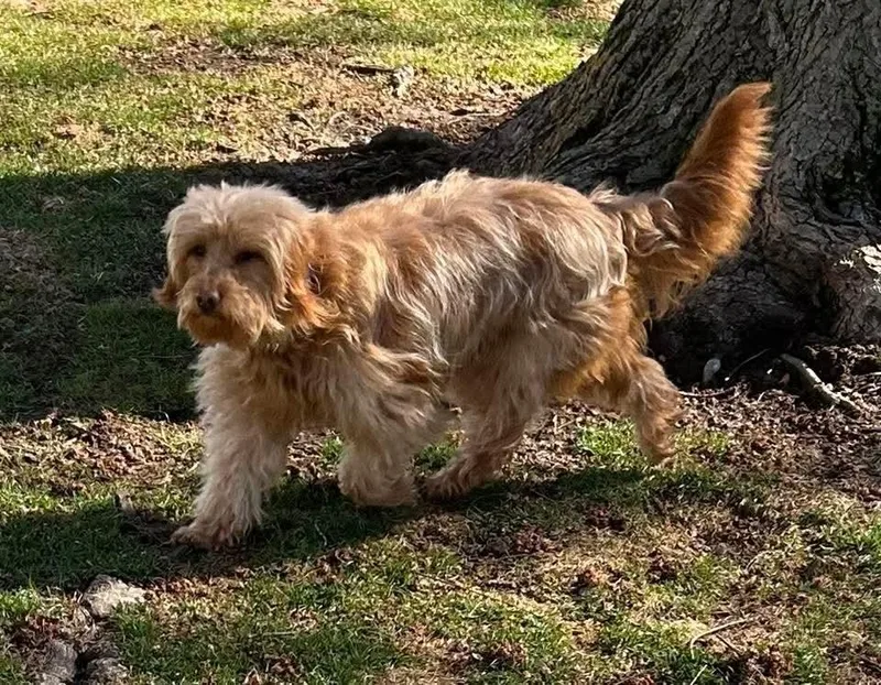 An adult medium-sized female Red / Chestnut / Orange Goldendoodle dog named Kenzie for adoption in Wausau, WI