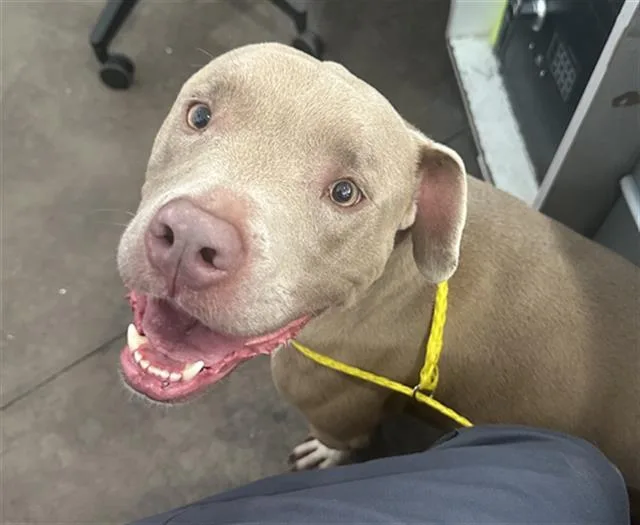 An adult large-sized male Pit Bull Terrier dog named Sebastian for adoption in Dallas, TX