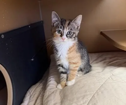 A baby small-sized female Domestic Short Hair cat named Cassy for adoption in Hamilton, NJ