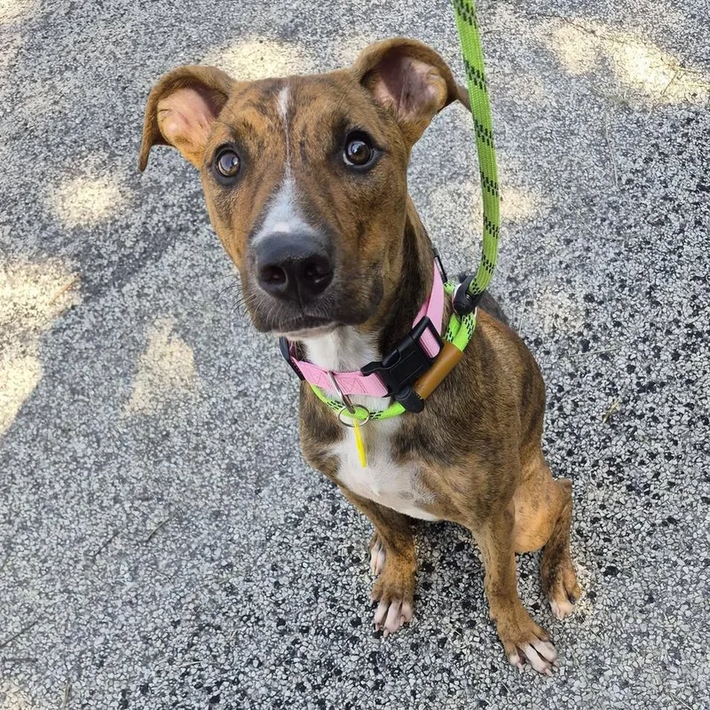A young medium-sized female Brindle Shepherd dog named Maya for adoption in Hollister, MO