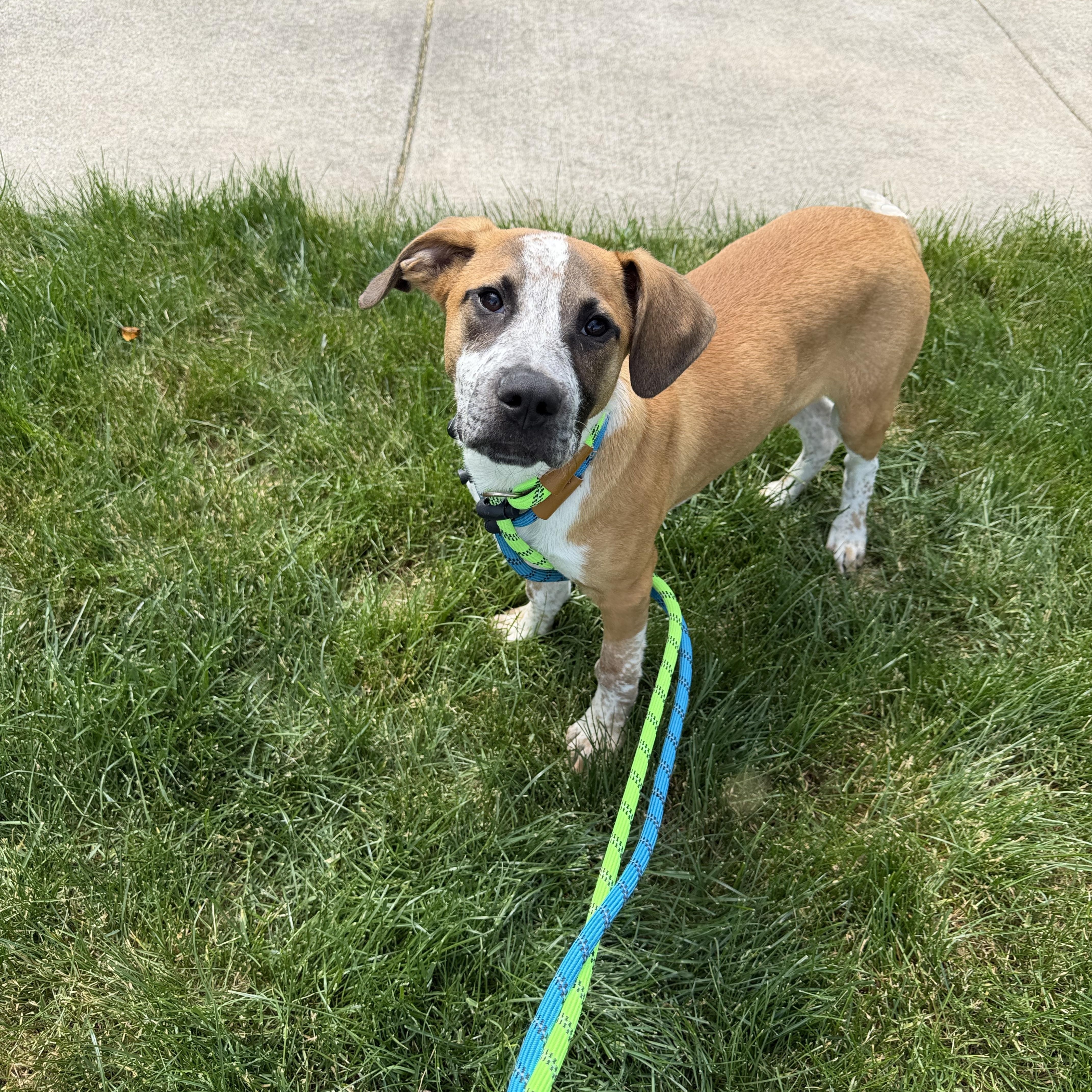 A baby medium-sized male Hound dog named Rhett for adoption in Mokena, IL