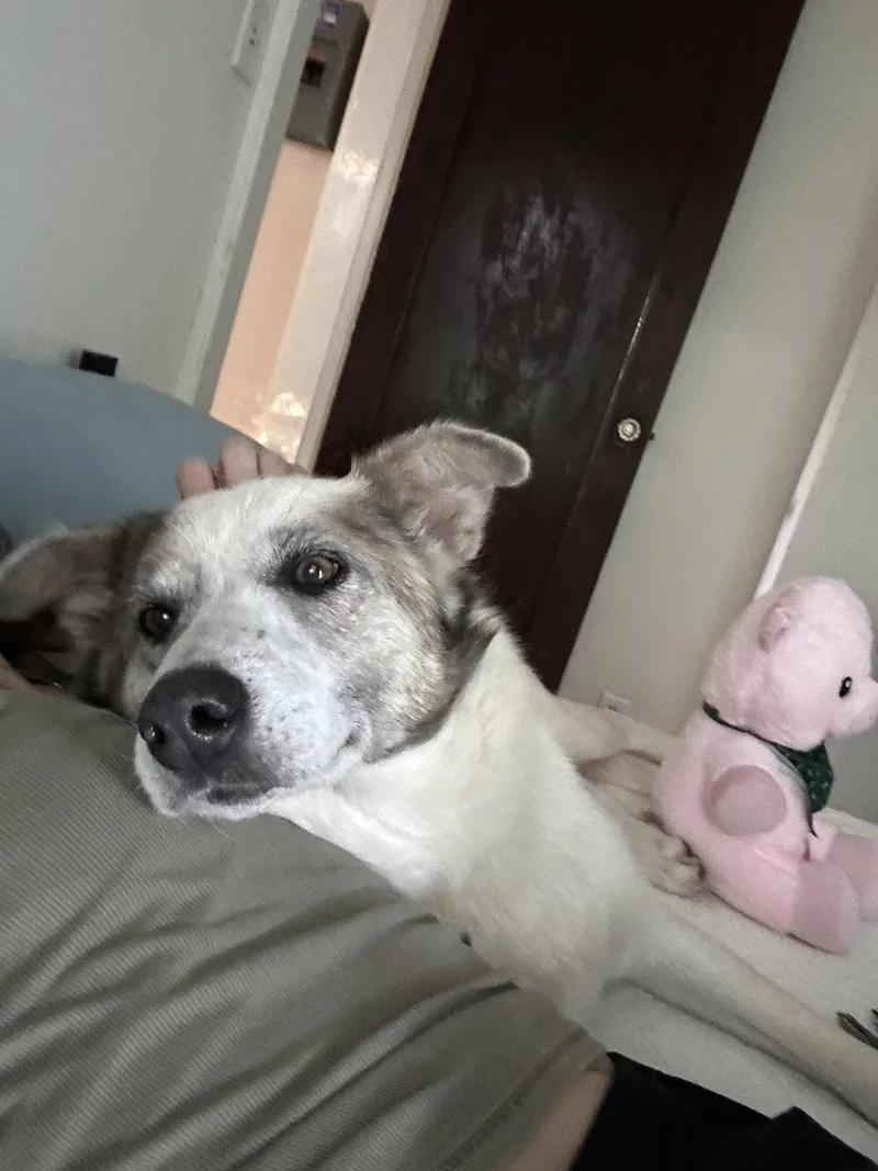 An adult medium-sized female Brown / Chocolate Shepherd dog named Artemis for adoption in Manhattan, KS