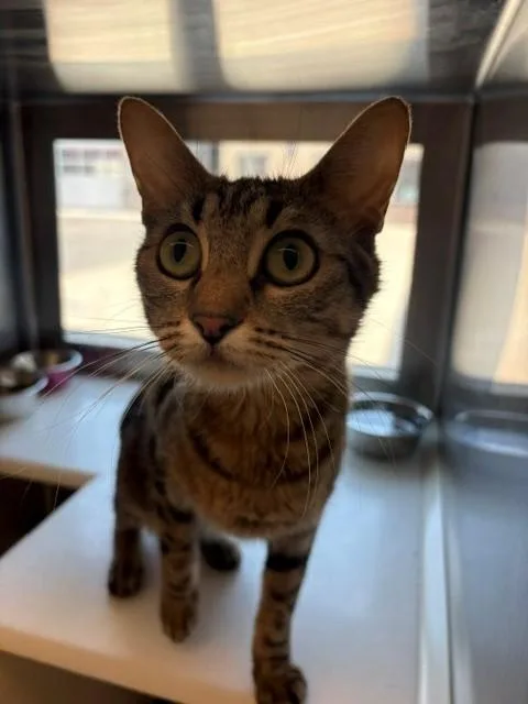 A young medium-sized female Domestic Short Hair cat named Angie for adoption in Brighton, CO