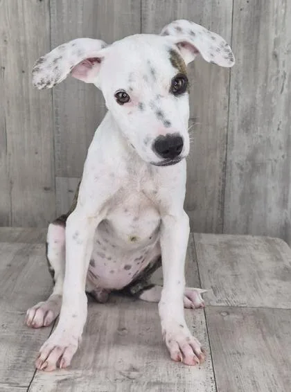 An adult small-sized female Terrier dog named Renesmee for adoption in Shreveport, LA