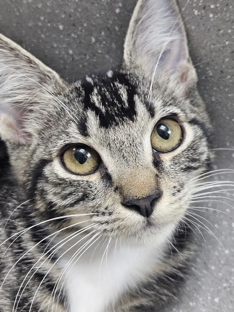 A baby small-sized female Domestic Short Hair cat named Piper & Prue for adoption in Chandler, AZ