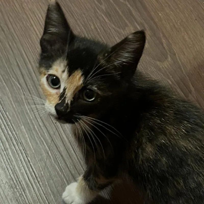 Tortellini