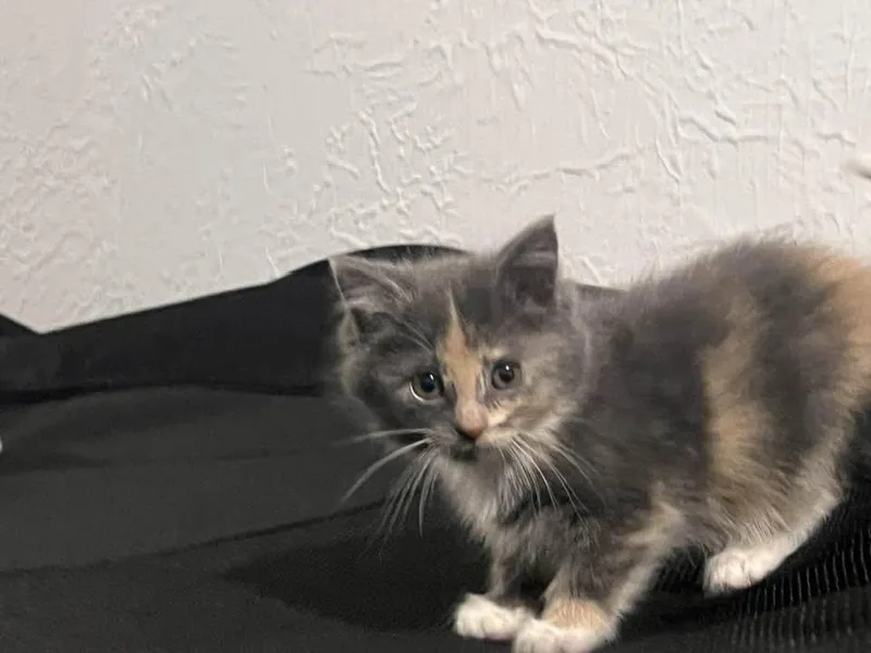 A baby medium-sized female Dilute Calico cat named Stephanie for adoption in Cleveland, OH