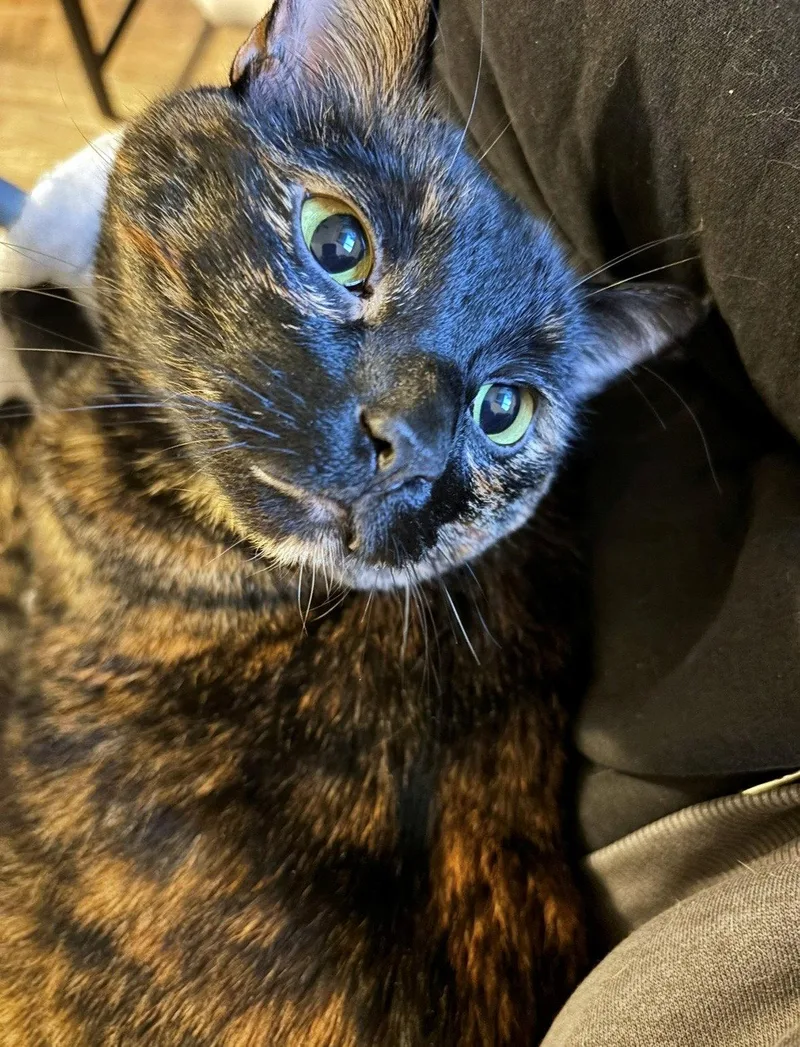 An adult medium-sized female Tortoiseshell cat named Freida Offered for adoption in Hillsboro, OR