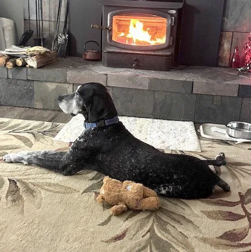 A senior large-sized male German Shorthaired Pointer dog named Ace for adoption in Menlo Park, CA