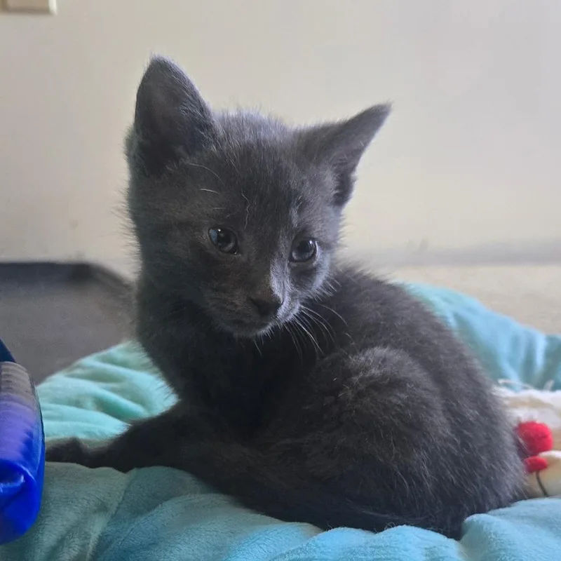 A baby small-sized male Gray / Blue / Silver Domestic Short Hair cat named Booker T for adoption in Southington, OH