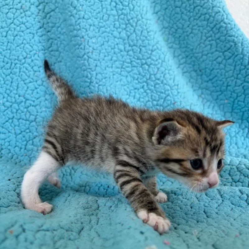 A baby small-sized female Brown / Chocolate Domestic Short Hair cat named Barley for adoption in Smithville, TN