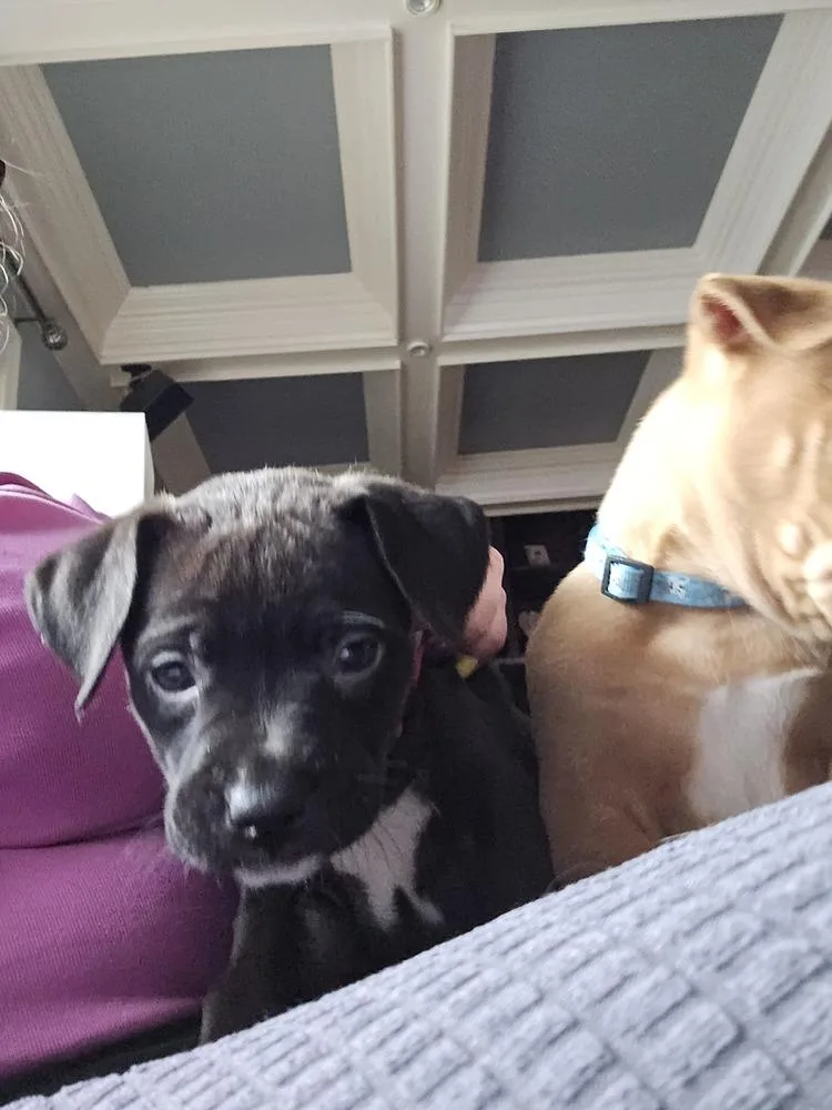 A baby medium-sized female Tricolor (Brown, Black, & White) Mixed Breed dog named Janet Wood for adoption in Clinton Township, MI