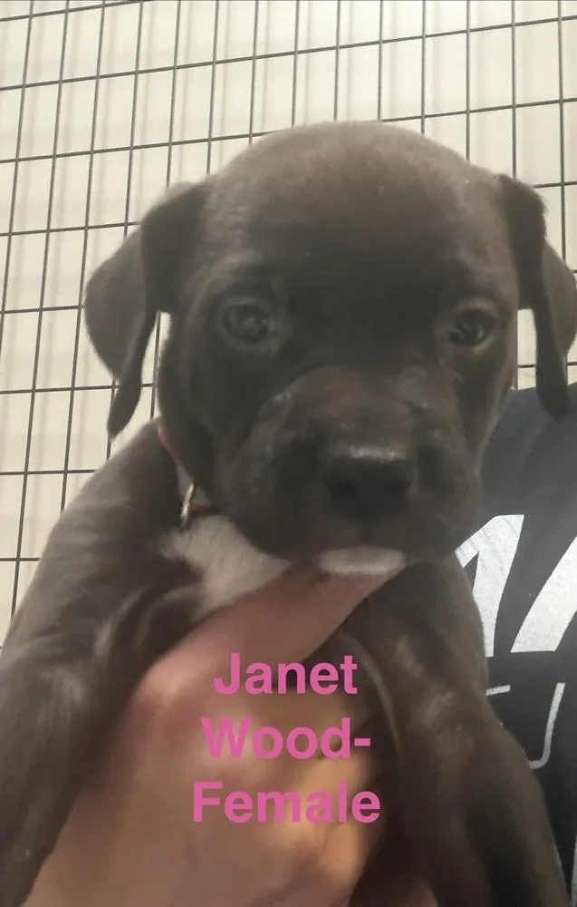 Janet Wood thumbnail 2