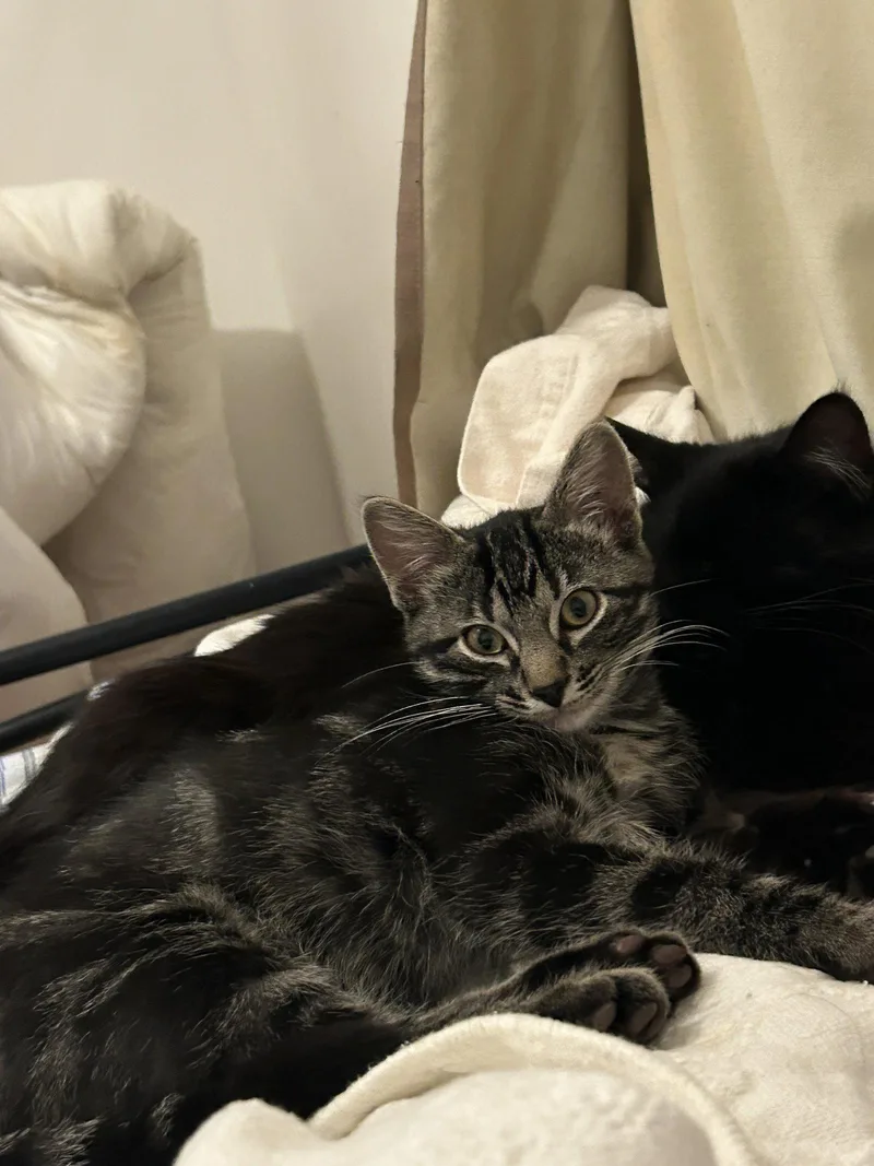 A baby small-sized male Domestic Short Hair cat named Lorenzo for adoption in Council Bluffs, IA