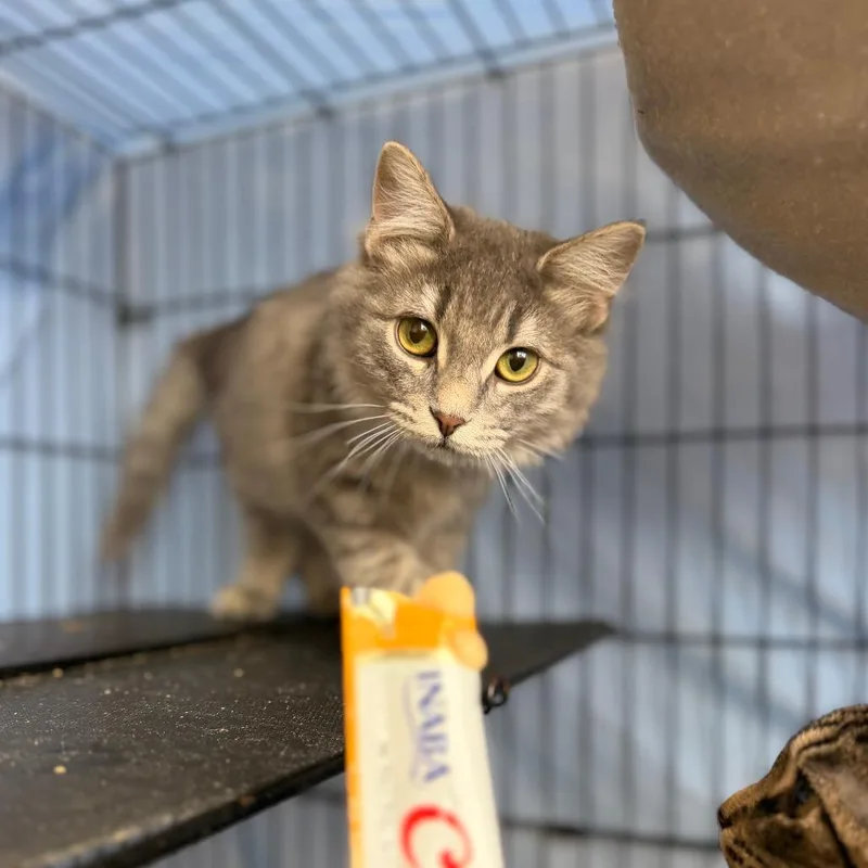 A baby small-sized female Gray / Blue / Silver Domestic Short Hair cat named Moonstone for adoption in Chippewa Falls, WI