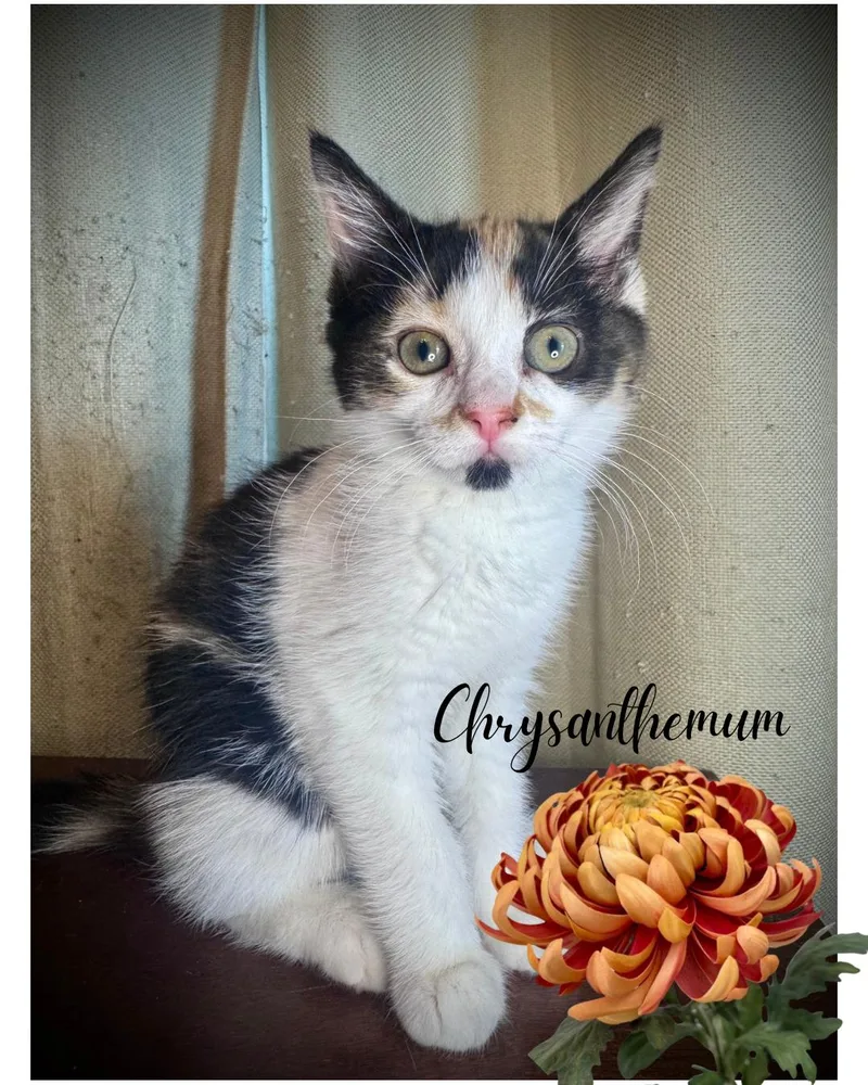 Chrysanthemum
