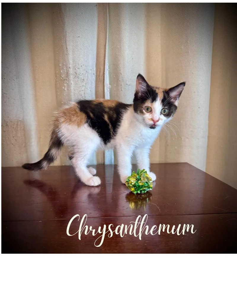 Chrysanthemum thumbnail 2