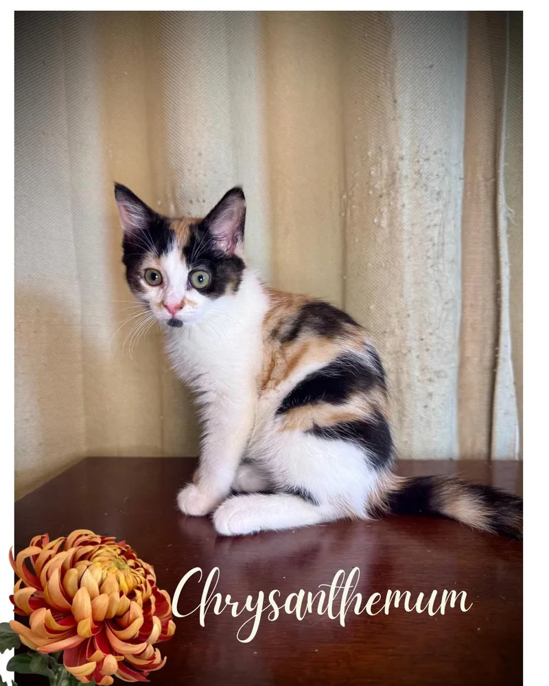 Chrysanthemum thumbnail 3