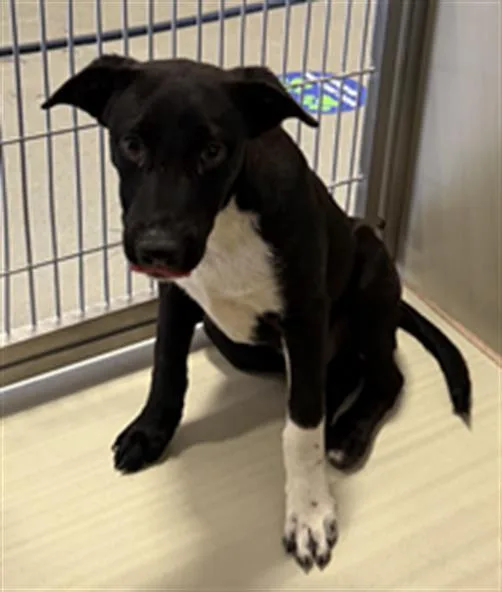 Artemis  Urgent