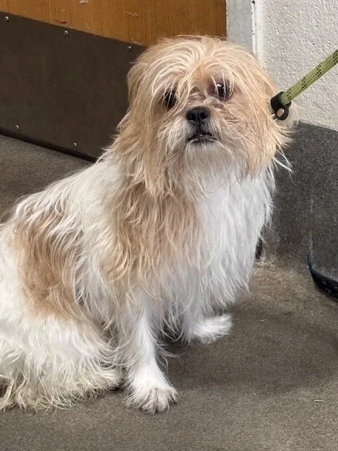 A young small-sized female Shih Tzu dog named Zoey for adoption in Upper Marlboro, MD