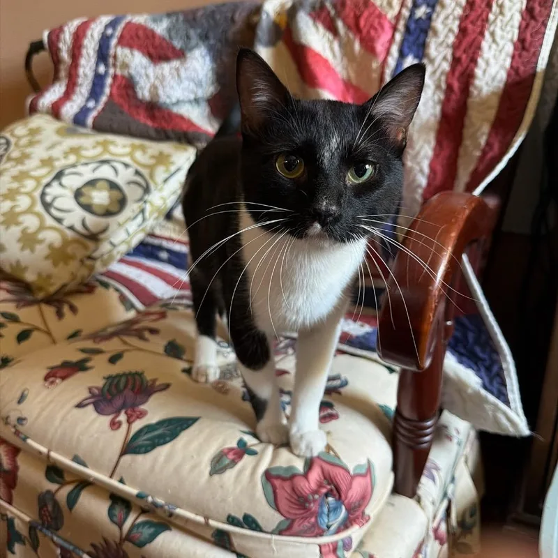 A young large-sized male Domestic Short Hair cat named Beast for adoption in Brownsboro, AL