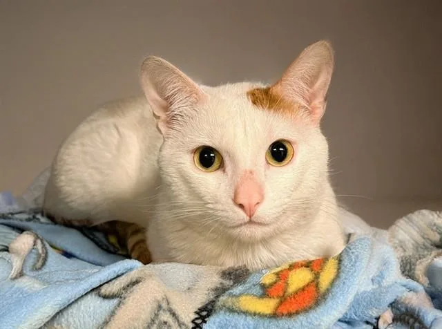 A young medium-sized male Domestic Short Hair cat named Dogo for adoption in Fort Lauderdale, FL