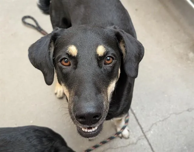 A young large-sized female Labrador Retriever dog named Gianna for adoption in Tucson, AZ