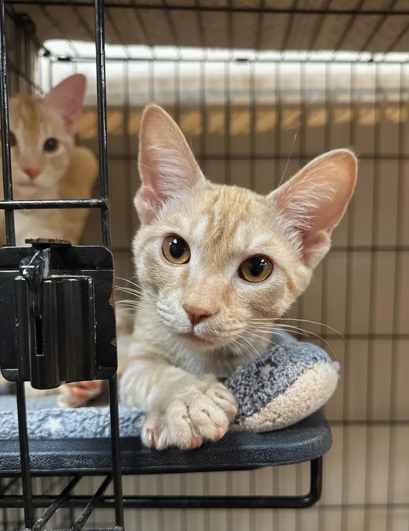 A baby medium-sized female Buff / Tan / Fawn Domestic Short Hair cat named Missy for adoption in Lake Saint Louis, MO