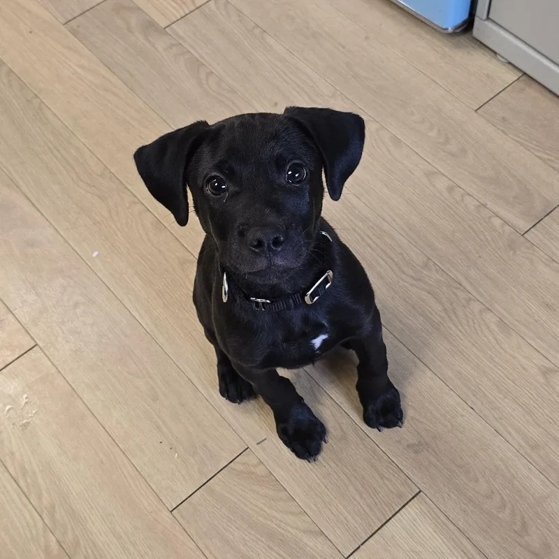 A young small-sized male Black Mixed Breed dog named Kylo for adoption in East Hanover, NJ