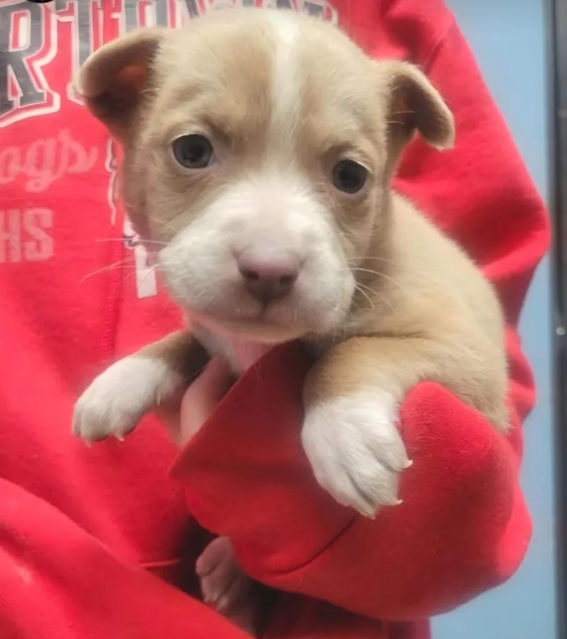 Lily Laroo thumbnail 2