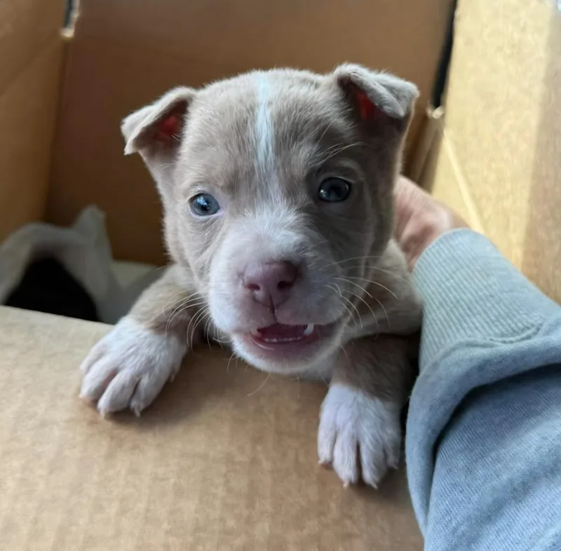 Lily Laroo thumbnail 3