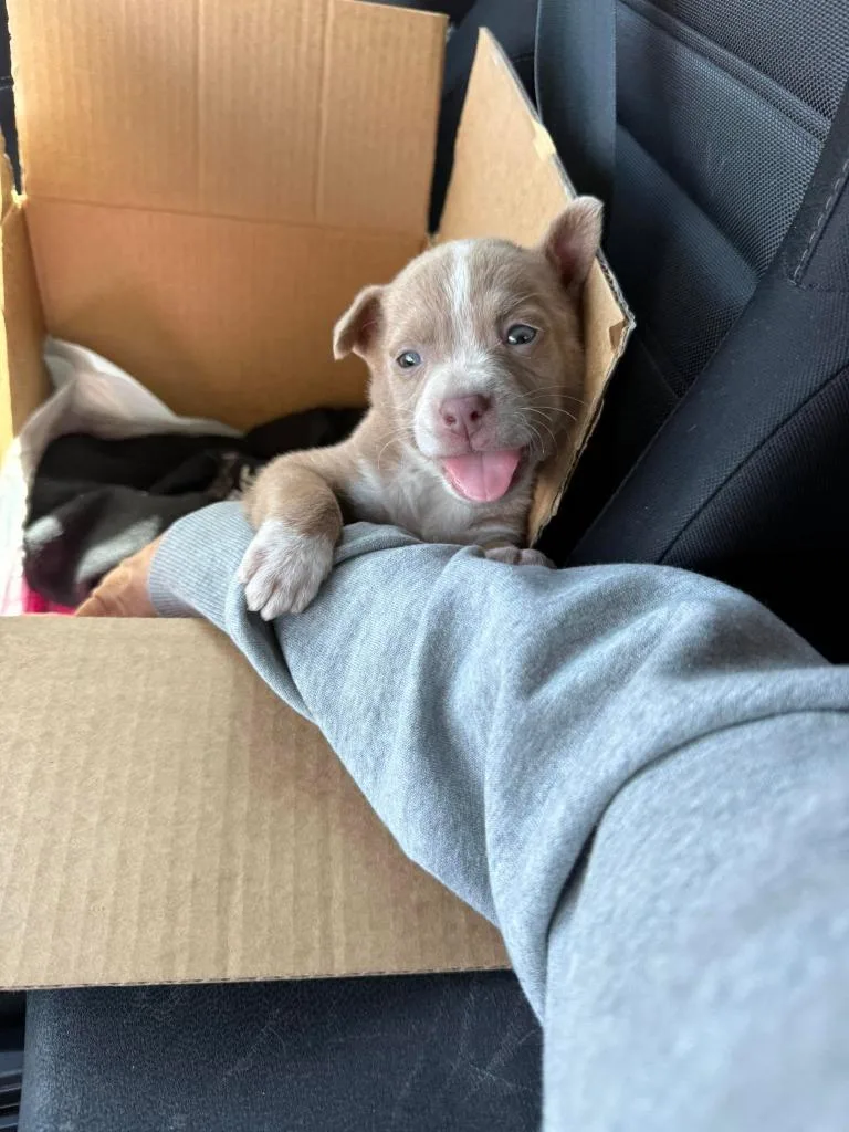 Lily Laroo thumbnail 4