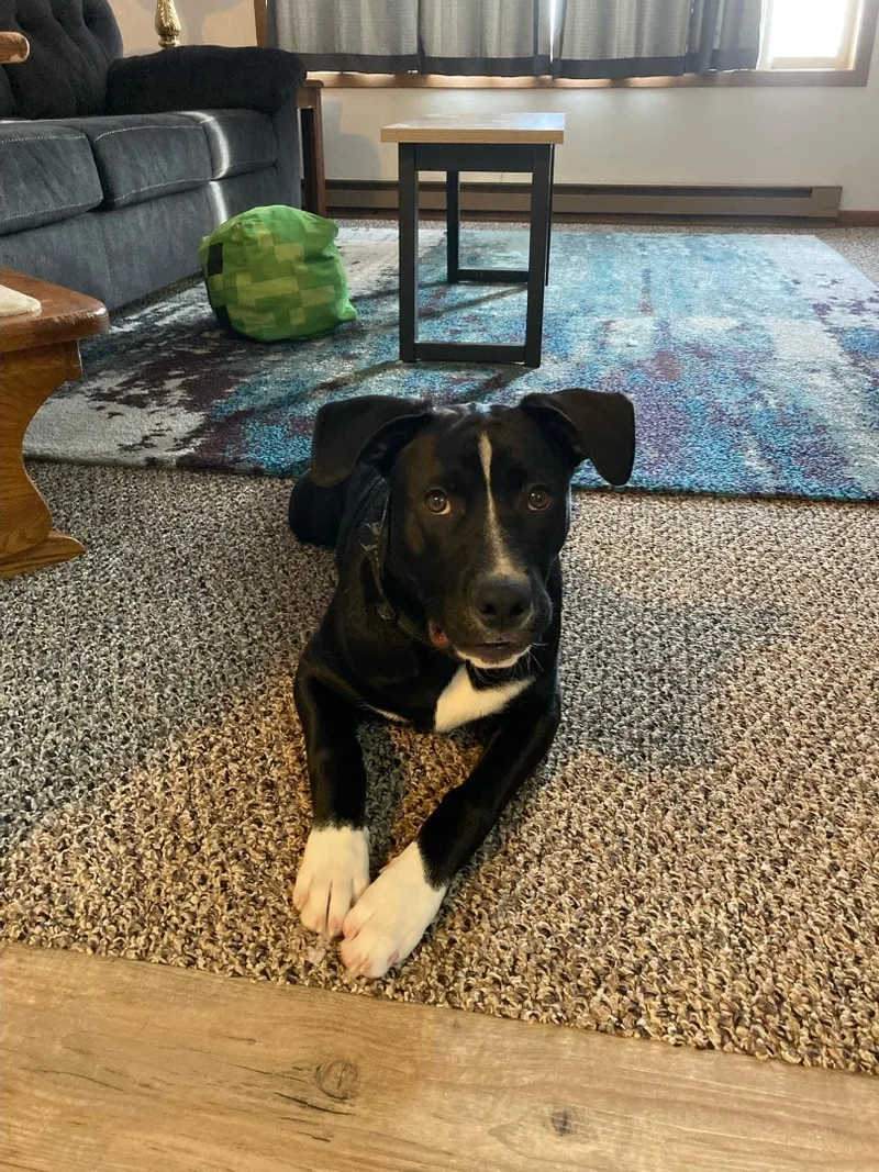 Kirby Special Fee! thumbnail 2