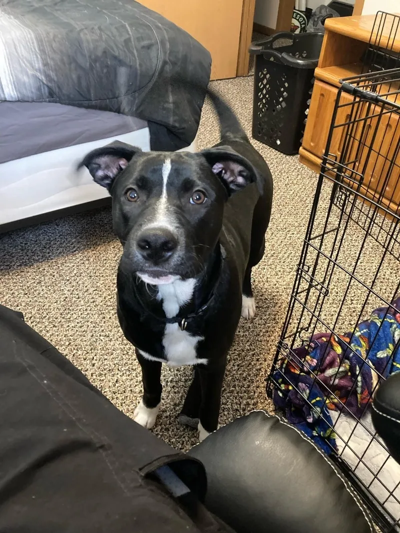 Kirby Special Fee! thumbnail 3