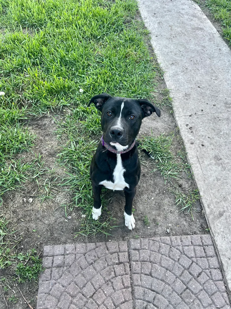 Kirby Special Fee! thumbnail 4