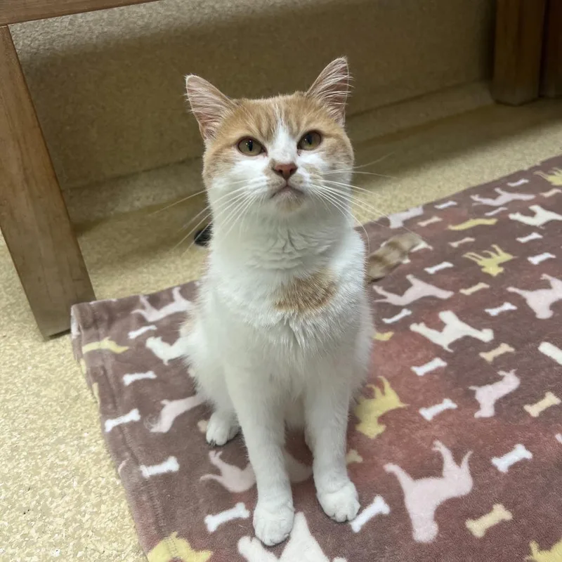 A young medium-sized female Orange / Red British Shorthair cat named Starla for adoption in Deerfield, IL