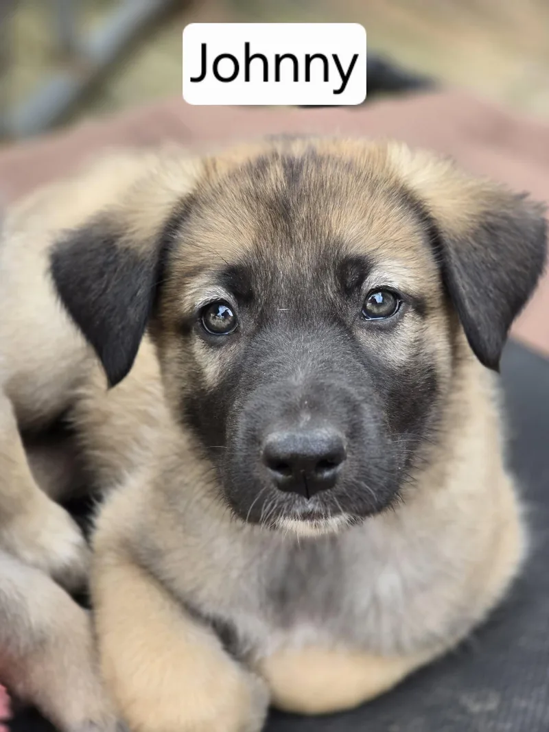 A baby extra large-sized male Sable Anatolian Shepherd dog named Johnny for adoption in Lincolnshire, IL