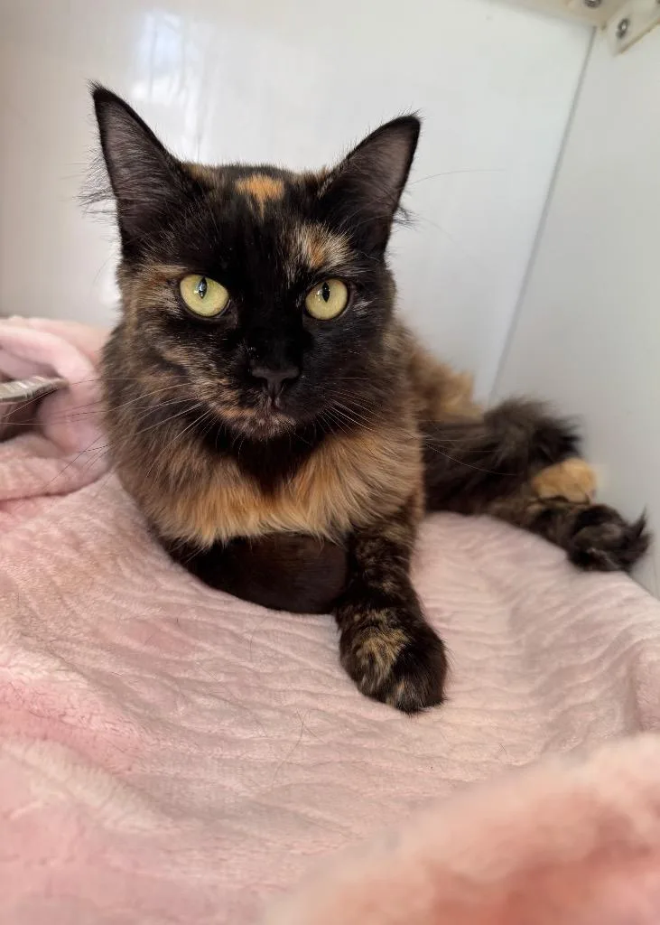 An adult medium-sized female Domestic Medium Hair cat named Dove for adoption in Cumming, GA