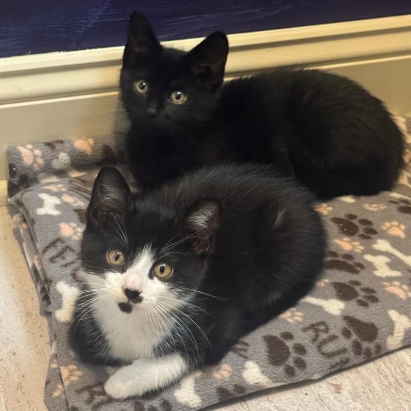 A baby small-sized male Black Domestic Short Hair cat named William for adoption in Columbia, MO
