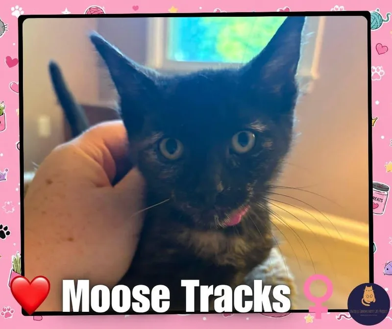 A baby small-sized female Domestic Short Hair cat named Moose Tracks for adoption in Enfield, CT