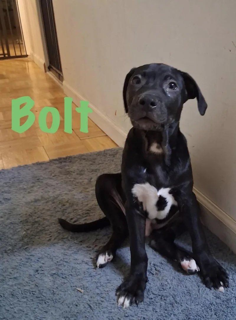 Bolt thumbnail 2
