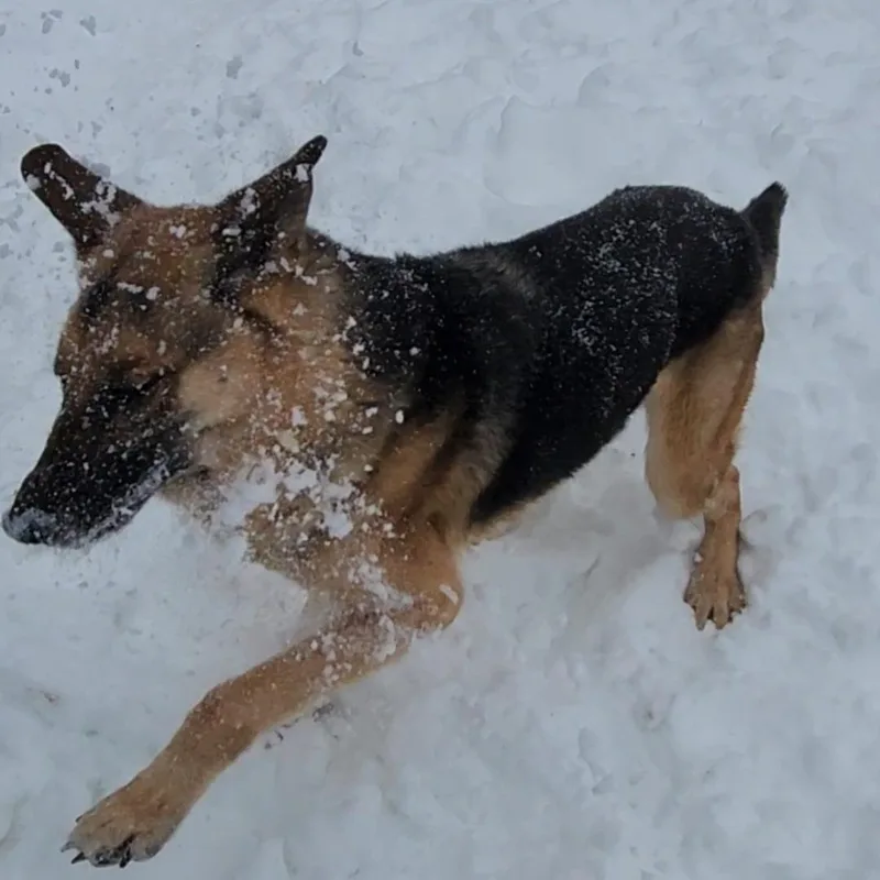 Jack Frost thumbnail 3