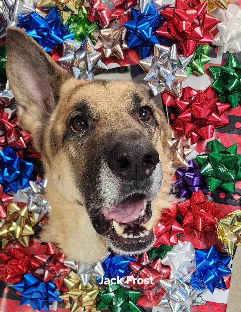 Jack Frost thumbnail 4