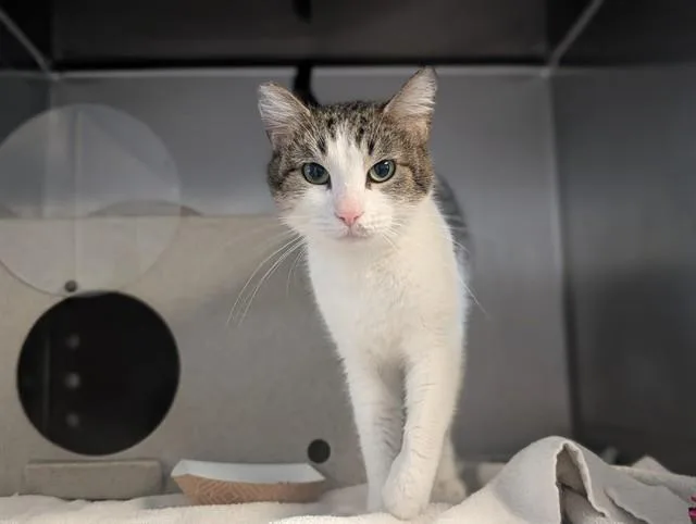 An adult small-sized female Domestic Short Hair cat named A for adoption in Camarillo, CA