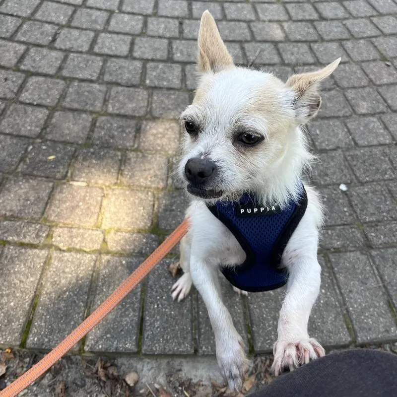 An adult small-sized female Chihuahua dog named Leona for adoption in Northville, MI