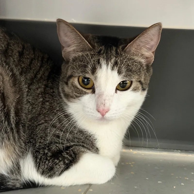 An adult small-sized female Brown / Chocolate Domestic Short Hair cat named Yum Cha for adoption in New York, NY