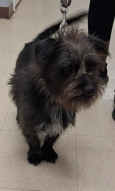 A young medium-sized male Schnauzer dog named Blue for adoption in Killeen, TX