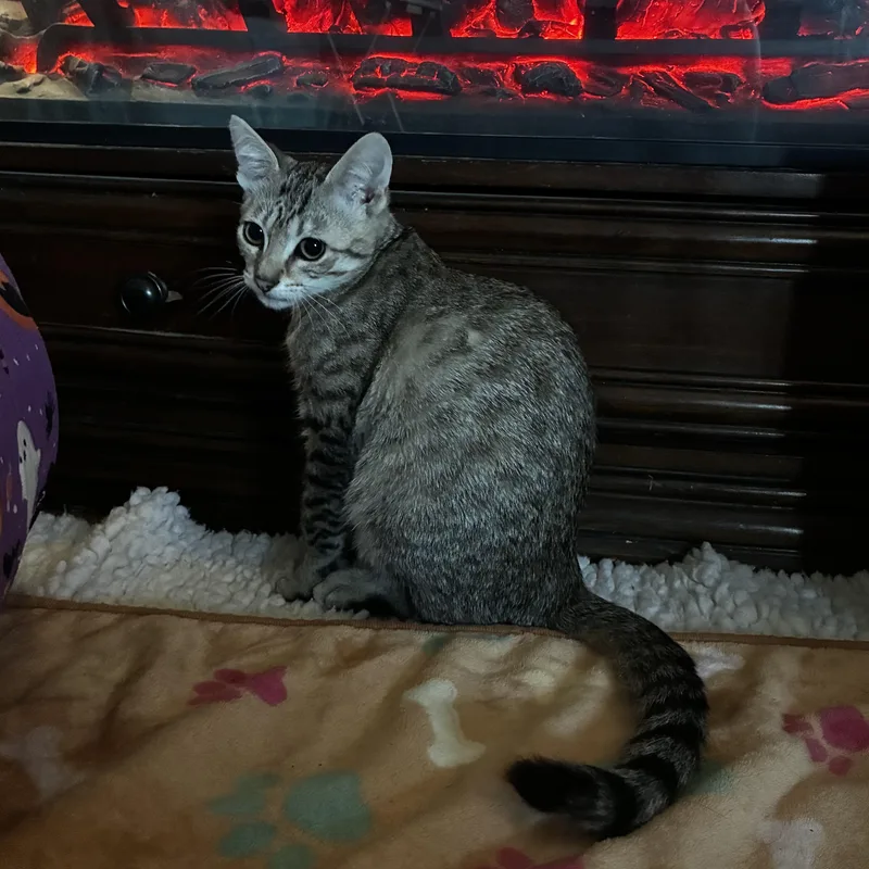 A baby medium-sized female Tabby (Buff / Tan / Fawn) Domestic Short Hair cat named Jasmine for adoption in Davis, CA