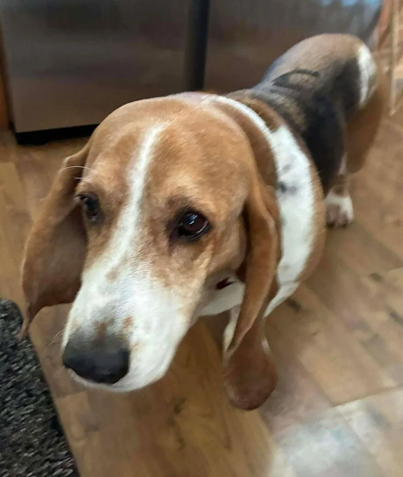 Butter Bean "hazel" thumbnail 2